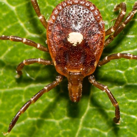 lone star tick